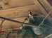 Pairs of goldfinches