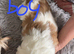 1 shih tzu puppy for sale