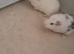 Guinea pigs