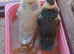 2 moscovy ducks