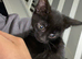 Beautiful black girl kittens