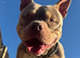 BUGZY - PROVEN | ABKC Registered | Pedigree