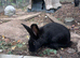 Female mix breed rabbit