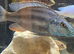 Malawi eye biter cichlids