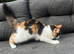 Cat 6-7 months old female