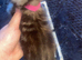 Cute Maine coon cross ragdoll