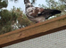 Pigeons for sale