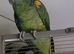 Female amazon aestiva