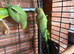 Breeding pair