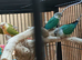 Split for lutino Conures mutations