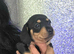 Quality Miniature Dachshunds