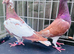 Chocolate Meulmans pair