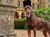 Trained Doberman