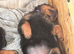 Pick of litter available world champion bloodlines