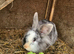 Lionhead x Lops 2 bucks 1 Doe