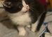 WHITE AND BLACK & BLACK AND WHITE kittens for sale