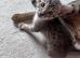 Last kitten available TICA Registered Savannah F4 Kittens