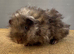 Lunkarya Boar ~ 6 weeks old