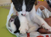 3 litter kittens for sale ready to go now