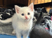 Beautiful white kitten