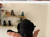 Update. Red boy has just become a 1 beautiful black girl ready 14th July x Six gorgeous toy poodles for sale.