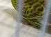 PALE CINNAMON WINGS RING NUMBER 55 RED RING 2024