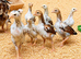 Aseel Chicks & Hen