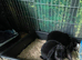 Bonded Pair of rare velveteen lop rabbits