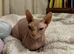 Beautiful female Sphynx cat