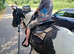 Handsome Bombproof Gelding
