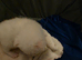 Adorable new kittens ready to home