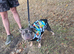 Male French Bulldog