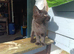 1 boy 1 girl left chocolate tabby