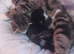 Bengal Cross Kittens 2 little girls left