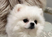 Asian Pomeranian Stud DNA tested