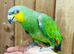 Orange winged amazon