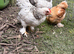 Pure Pekin Bantam growers 9 weeks