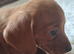 Dachshund puppies