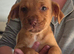 Staff x lab puppies 2 girls left ready to go