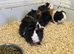 5 Adorable Baby Boy Guinea Pigs For Sale (Under 6 Months)