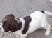 Gorgeous English Springer Spaniel Puppies
