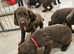 Working cocker spaniels