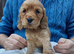 Cocker spaniel puppies Manchester