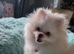 2 year old white teddy bear pomeranian dog for sale
