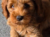 Pure Australian labradoodle male fox red