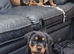 1 MALE 1 FEMALE ROTTWEILER PUPPIES AVAILABLE