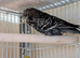 Multi colour s,f anthrecite budgies.