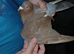Chocolate Melueman Racing Pigeons RPRA Rung 4