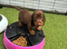 Duchund puppies