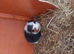 Guineapigs
